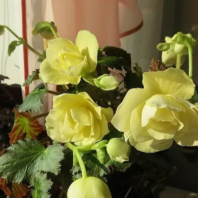 Бегония клубневая