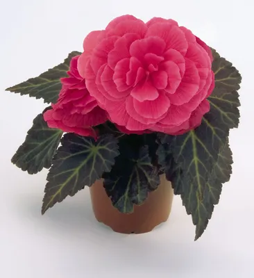 Бегония клубневая AmeriHybrid Picotee Lace Pink (розовый с каймой) 240 руб.  AGRO1369
