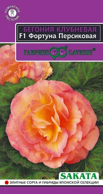 Сеем в январе: какие цветы сажать на рассаду в январе - Agro-Market24