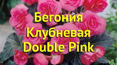 Бегония Нон Стоп - купить саженцы и клубни с доставкой