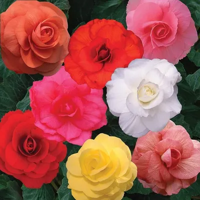 Бегония клубневая Дабл Пинк. Краткий обзор, описание характеристик begonia  Double Pink - YouTube