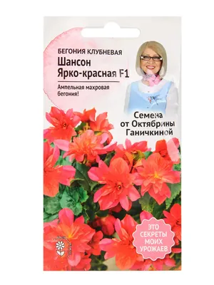 Купить Бегония Вумми Апфельблют (Клубни) - фото и описание, отзывы -  доставка по всей России в интернет магазине Долина Растений.