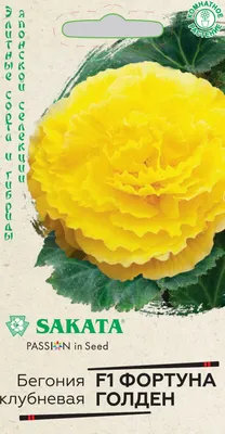 Бегония клубневая 'NonStop Rose' - BEGONIA tuberosa 'NonStop Rose' - купить  рассаду цветов СПб