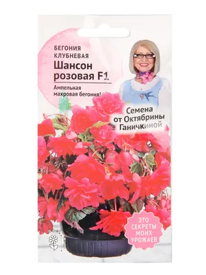 Питомник растений \"Урожай\" Вологда - Бегония клубневая Nonstop Joy Yellow в  горшке