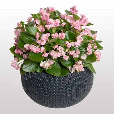 S2214 Бегония вечноцветущая Фея FlowerBall Pink (3 шт.) - купить в Москве в  интернет-магазине