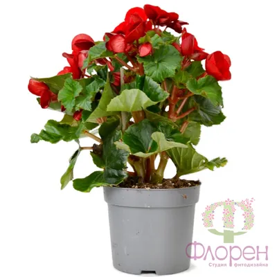 Комнатное растение \"Королевская бегония Африкан Виолет\" купить по низкой  цене в интернет-магазине kashpo.store