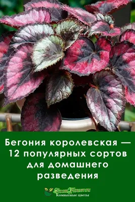 Бегония комнатная: уход в домашних условиях, фото, виды, сорта, пересадка,  болезни и вредители цветка