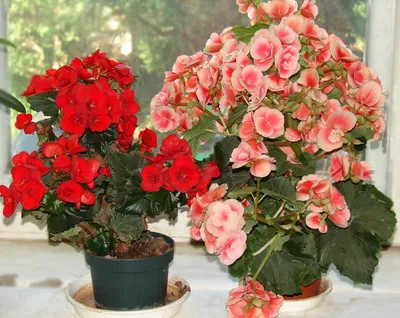 Растение Бегония Королевская 25 см - купить по цене 399 руб с доставкой в  интернет-магазине ОБИ