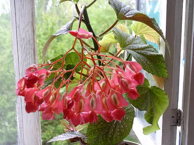 Begonia corallina | Коллекционные растения