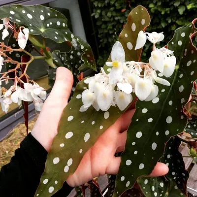 Всё о бегониях и не только...: Begonia maculata, Begonia corallina, Begonia  argenteo-guttata, Begonia albо-picta, Begonia… | Begônias, Begônia, Plantas  com folhagem