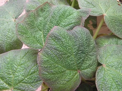 Бегония пятнистая — зеленые листья в белый горошек | Бегония, Листья,  Гибискус