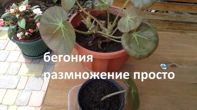 Бегония серебристо крапчатая Аргенто гутата: 70 000 сум - Комнатные  растения Ташкент на Olx