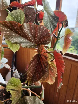 Begonia Argenteo Guttata | Passiflora.ru - Сервис коллективных заказов