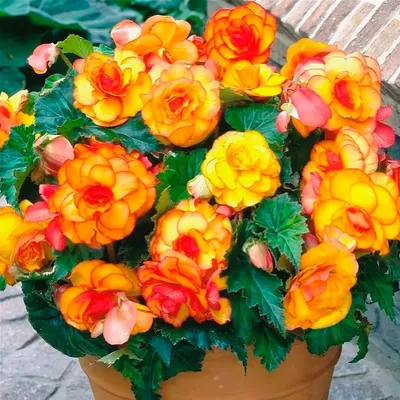 Бегония (Begonia) красная купить по цене 1 050 р. с доставкой в Энгельсе