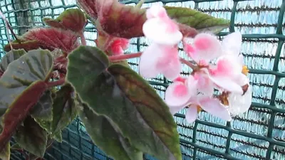 Angiosperms (Flowering Plants) • Earth.com