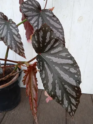 Коллекции растений ЦСБС СО РАН - Begonia soli-mutata L.B.Smith. et  D.C.Wasshausen – Бегония солнцемизмененная