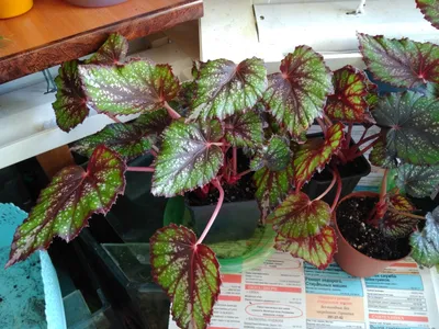 🍀 Комнатные растения 🌿🍀цветы из Пятерочки🌸🌸бегония Креднера🍀 |  Растения, Бегония, Комнатные растения