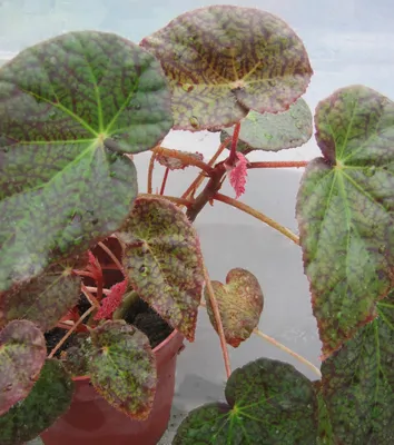 Коллекции растений ЦСБС СО РАН - Begonia strigillosa A.Dietr. – Бегония  щетинковая