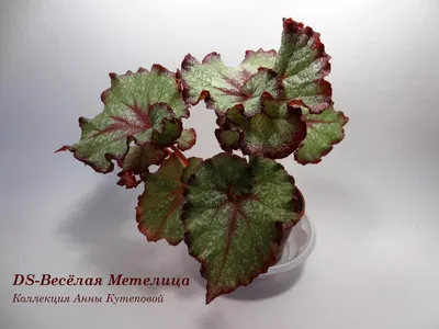 Коллекции растений ЦСБС СО РАН - Begonia sizemoreae Kiew – Бегония Сайзмор