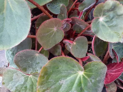Декоративнолистные бегонии описание и уход на FloralWorld.ru
