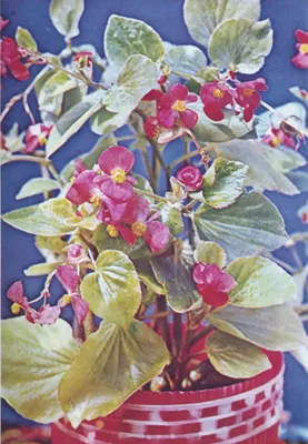 Бегония Креднера (Begonia credneri hort.)