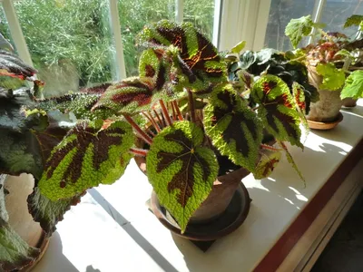 Коллекции растений ЦСБС СО РАН - Begonia acetosa Vell. – Бегония уксусная