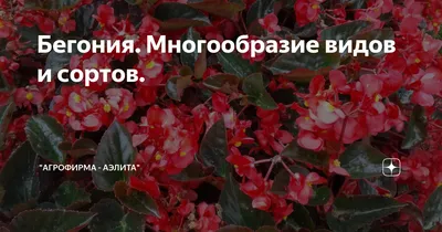 10 необычных бегоний для комнатного цветоводства. Названия и описания  видов. Фото — Ботаничка