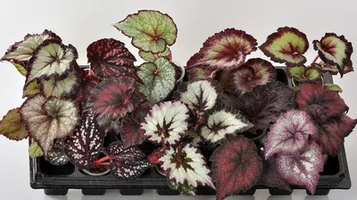 Бегония Макулата 🌼 купить в Москве недорого с доставкой - GoodFlora