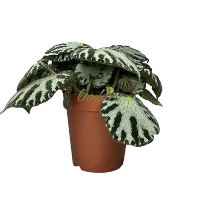 Бегония (Begonia) melanobulata