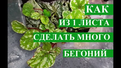 Бегония Магик колор 13/25: купить оптом в Москве