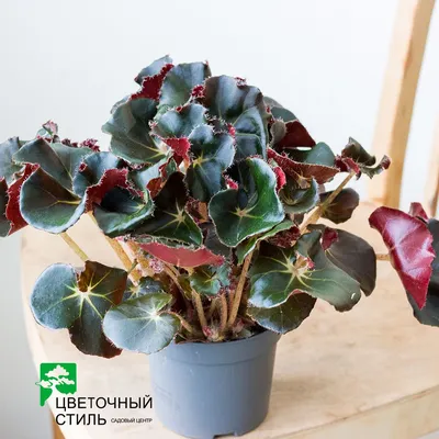 Бегония Тигровая купить в Москве с доставкой в интернет магазине Pilea