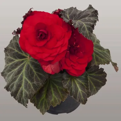 Бегония клубневая махровая (Begonia tuberhybrida)