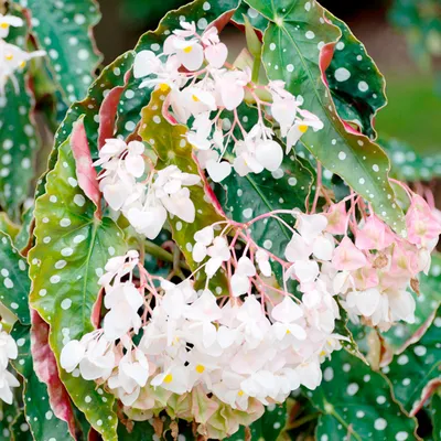 Бегония Макулата (Begonia Maculata) 110 см - купить в Минске с доставкой,  цена и фото в интернет-магазине Cvetok.by