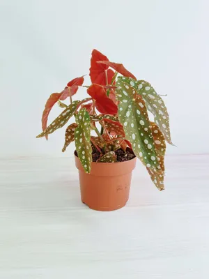 Бегония пятнистая Макулата (Begonia Maculata) — купить в Красноярске.  Горшечные растения и комнатные цветы на интернет-аукционе Au.ru