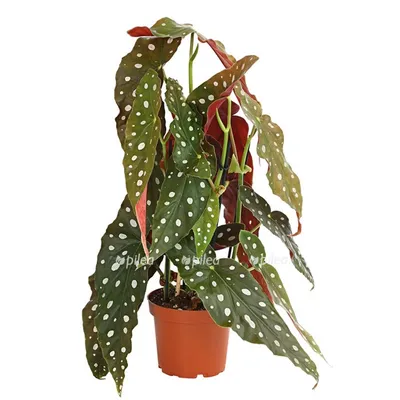 Бегония пятнистая (Begonia maculata) | Идеи посадки растений, Бегония,  Черенки растений