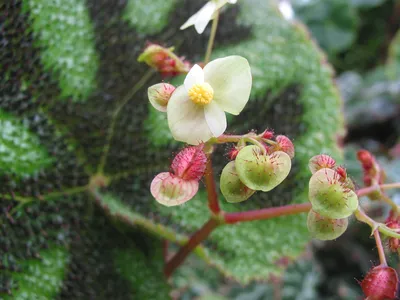 Коллекции растений ЦСБС СО РАН - Begonia masoniana Irmsch. – Бегония Мэсона