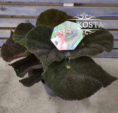 Бегония Мэсона (Begonia masoniana) 25 см - купить в Минске с доставкой,  цена и фото в интернет-магазине Cvetok.by