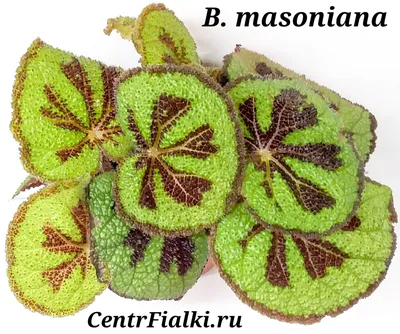 Бегония Мэсона (Begonia masoniana) 25 см - купить в Минске с доставкой,  цена и фото в интернет-магазине Cvetok.by