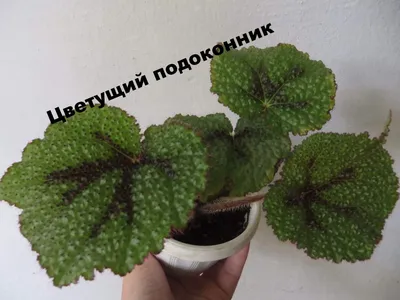 Бегония Мэсона (Begonia masoniana)