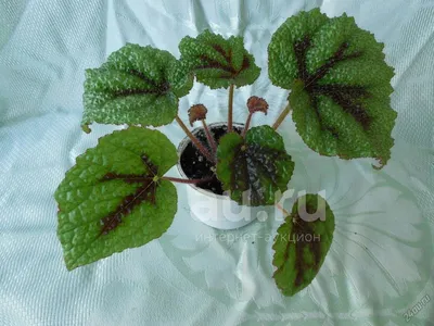 Бегония Мэсона (Begonia masoniana) 25 см - купить в Минске с доставкой,  цена и фото в интернет-магазине Cvetok.by