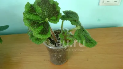 Бегония Мэсона (Begonia masoniana) 25 см - купить в Минске с доставкой,  цена и фото в интернет-магазине Cvetok.by