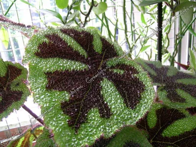 Бегония Мэсона (Begonia masoniana) - растение с фото — купить в  Красноярске. Горшечные растения и комнатные цветы на интернет-аукционе Au.ru