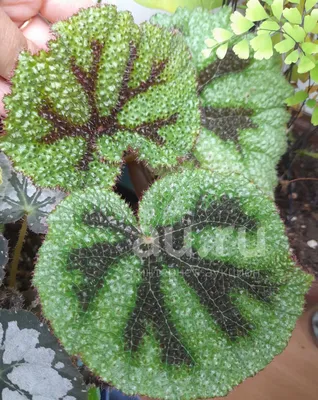 File:Begonia masoniana 01.jpg - Wikipedia