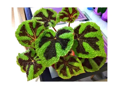 Бегония Бауэра (Begonia bowerae)