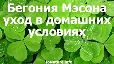 Бегония Бауэра (тигровая) - «Неприхотливая красавица Бегония создаст вечную  весну на подоконнике! Как вырастить и как ухаживать покажу на своём личном  опыте. » | отзывы