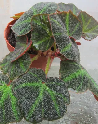 Бегония Мэсона (Begonia masoniana) - PictureThis