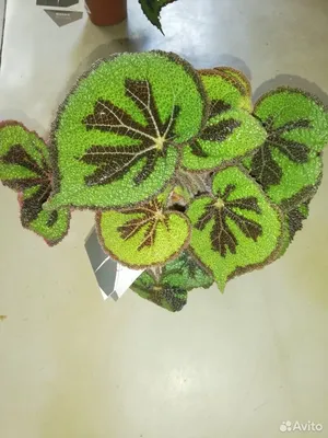 Бегония (Begonia) 'Masoniana Tricolor'