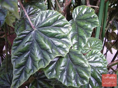 Бегония телесноцветная (Begonia incarnata) — описание, выращивание, фото |  на LePlants.ru