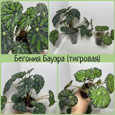 Архив Бегонии Аconitifolia каудексная ✔️ 300 грн. ᐉ Другие комнатные  растения в Киеве на BON.ua 82302855