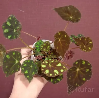 Бегония Мэсона - Бегония - Декоративно-лиственные растения - Комнатные  растения - GreenInfo.ru